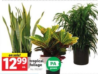 Lidl Tropical foliage offer