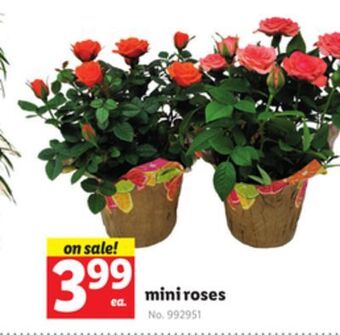 Lidl Mini roses offer