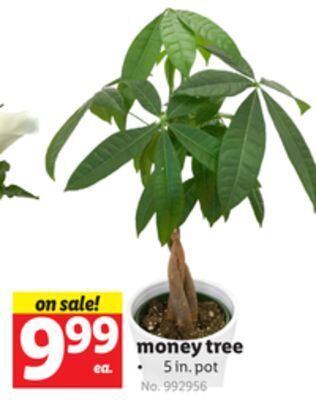 Lidl Money tree offer