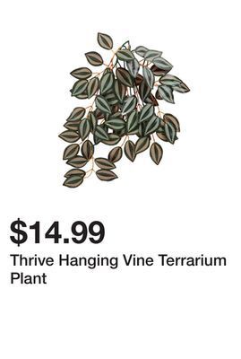 Petsmart Thrive hanging vine terrarium plant offer