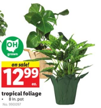 Lidl Tropical foliage offer