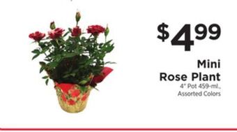 ShopRite Mini rose plant offer