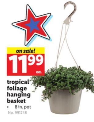 Lidl Tropical foliage hanging basket offer