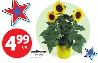 Lidl Sunflowers offer
