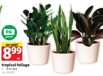 Lidl Tropical foliage offer
