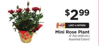 ShopRite Mini rose plant offer