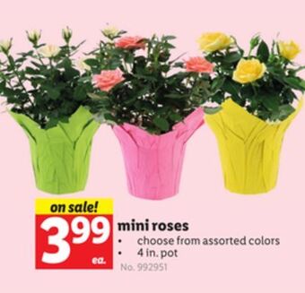 Lidl Mini roses offer