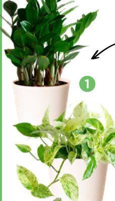 Lidl Tropical foliage offer