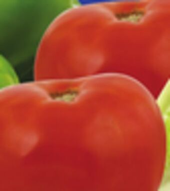 ACME Vine ripe tomatoes offer