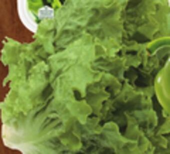 ACME Romaine, red or green leaf lettuce offer