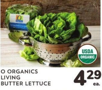 Albertsons O ORGANICS LIVING BUTTER LETTUCE offer