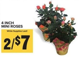 Food Lion 4 INCH MINI ROSES offer