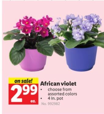 Lidl African violet offer