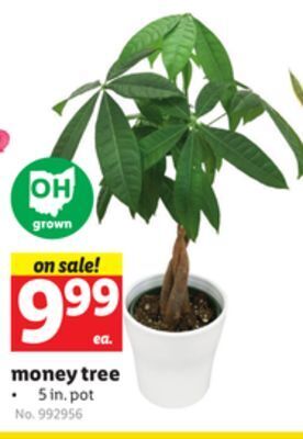 Lidl Money tree offer