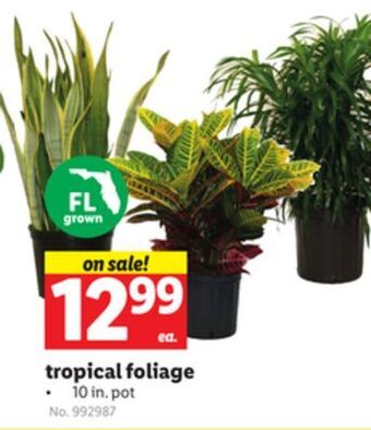 Lidl Tropical foliage offer