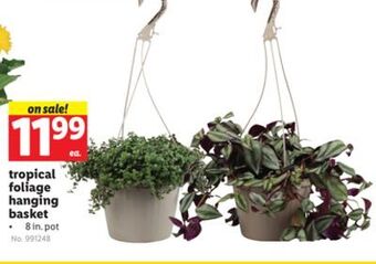 Lidl Tropical foliage hanging basket offer