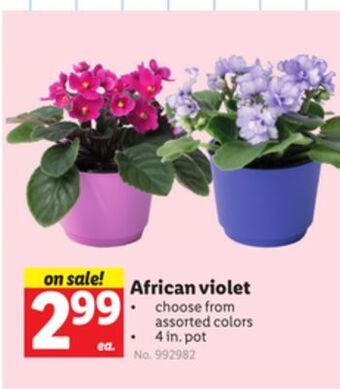 Lidl African violet offer