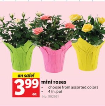 Lidl Mini roses offer