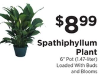 ShopRite Spathiphyllum plant offer