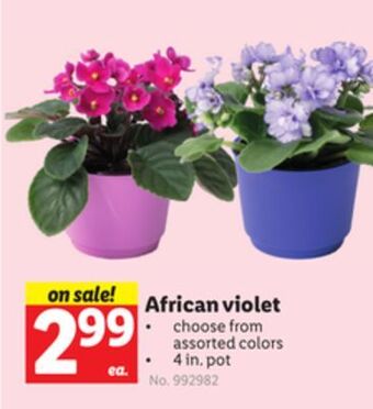 Lidl African violet offer