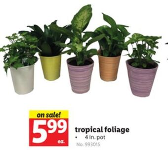 Lidl Tropical foliage offer