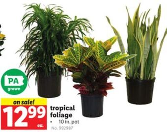 Lidl Tropical foliage offer