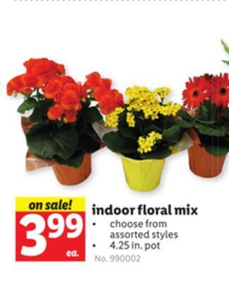 Lidl Indoor floral mix offer