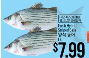 Hmart Fresh hybrid striped bass offer
