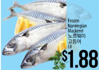 Hmart Frozen norwegian mackerel offer