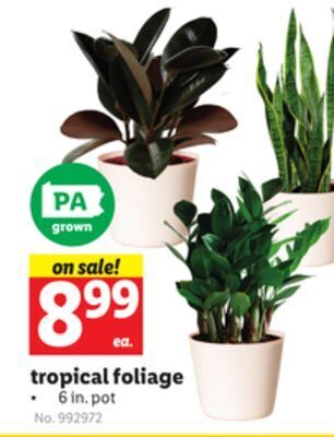 Lidl Tropical foliage offer
