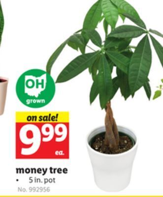 Lidl Money tree offer