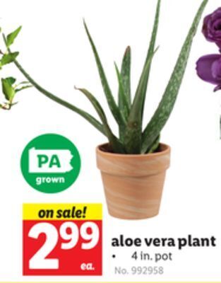 Lidl Aloe vera plant offer