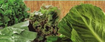 ACME Romaine, red or green leaf lettuce offer