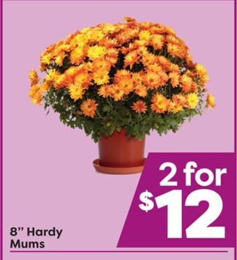 Weis Markets 8 hardy mums offer