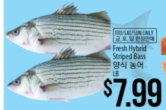 Hmart Fresh hybrid striped bass offer