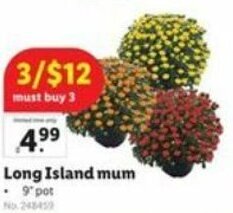 Lidl Long Island Mum 9" Pot offer