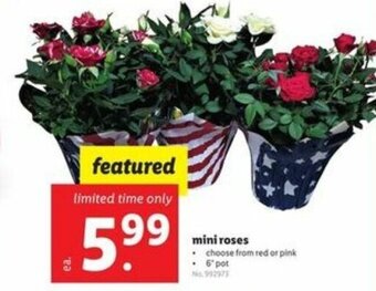 Lidl Mini Roses offer