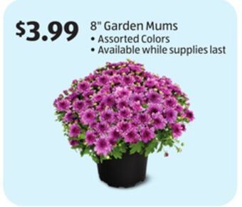 Aldi 8 garden mums offer
