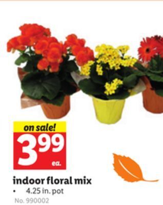 Lidl Indoor floral mix offer