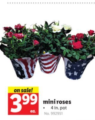 Lidl Mini roses offer