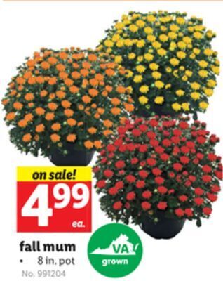 Lidl Fall mum offer