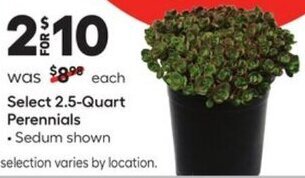 Lowe's Select 2.5-Quart Perennials offer