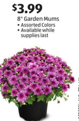 Aldi 8 garden mums offer