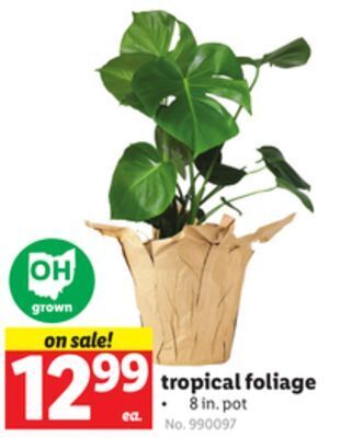 Lidl Tropical foliage offer