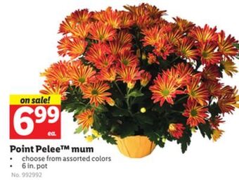 Lidl Point pelee mum offer