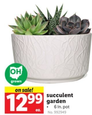 Lidl Succulent garden offer
