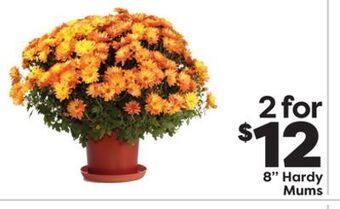 Weis Markets 8 hardy mums offer