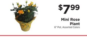 ShopRite Mini rose plant offer