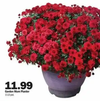 Meijer Garden Mum Planter 11.0 Pot offer