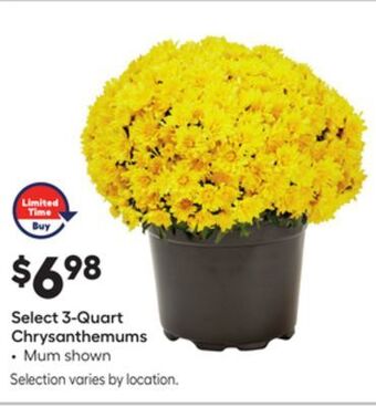 Lowe's Select 3-quart chrysanthemums offer